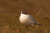 Речна чайка (Larus ridibundus) Black-headed Gull ; comments:11