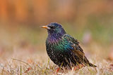 Обикновен скорец (Sturnus vulgaris) ; Коментари:25