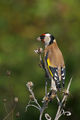 Goldfinch ; Коментари:27