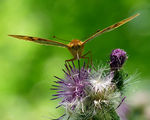 Argynnis pandora ; Коментари:25