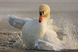 Ням лебед (Cygnus olor) Mute Swan ; comments:39