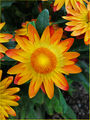 Слънчево цвете ; comments:6