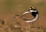 Речен дъждосвирец Upinis kirlikas (Charadrius dubius) Little Ringed Plover ; comments:39