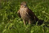 Малък ястреб Paukstvanagis (Accipiter nisus) Eurasian Sparrowhawk, млада женска ; comments:39