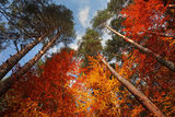 Цветовете на есента ; comments:33