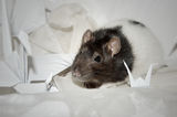 My Rat ; comments:3