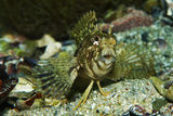 Blennius tentacularis ; comments:6