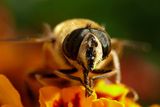 пчела ; comments:3