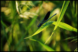 Black Dragonfly ; comments:4