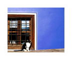 Етюд в синьо и котка на перваза ; comments:13
