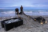Рибари на плажа на Пуерто Мадрин, Аржентина ; comments:57