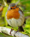 Erithacus rubecula ; Коментари:35