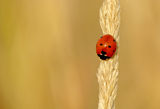 Седемточкова калинка (Coccinella septempunctata) ; comments:31