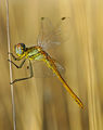 Sympetrum fonscolombii ; Коментари:10