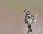 Song Sparrow ; comments:13