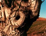 Tree Cavity ; Comments:4