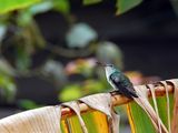 hummingbird ; comments:12