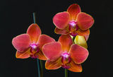 Phalaenopsis ; comments:5