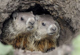marmots ; Коментари:31