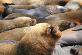 Sea lions ; comments:7