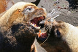 sealions&#039; talking ; comments:4