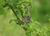 Barred warbler    (Silvia nisoria) ; comments:14
