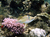 Picasso or Lagoon Triggerfish ; comments:6