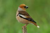 Hawfinch ; comments:12