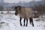 Konik -  възстановка на тарпана през зимата ; comments:6