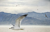 The birds at Salton Sea ; comments:37