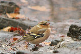 Chaffinch ; comments:13