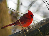 Red cardinal ; comments:10