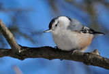 горска зидарка, white-breasted nuthatch ; comments:29