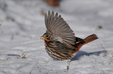 fox sparrow - източна раса ; comments:19