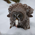 Lapland Owl having lunch ; comments:39