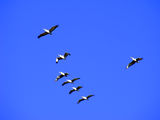 Пеликани на път за водоем ; comments:5