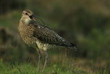 Малък свирец (Numenius phaeopus) ; comments:24