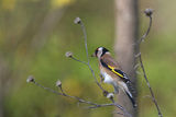 Goldfinch ; comments:23