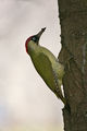 Green Woodpecker ; comments:11