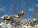 Nose-horned Viper ; comments:20