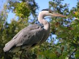 Heron sideview ; Коментари:2