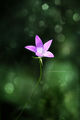 Най-нежното цвете... ; comments:7