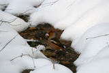 Черешарка (Coccothraustes coccothraustes) ; comments:13