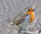 Червеношийка - Erithacus rubecula ; comments:29