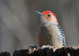 red-bellied woodpecker ; comments:27