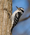female hairy woodpecker ; comments:10