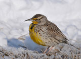 western meadow lark, западна ливадна чучулига ; comments:12