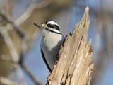 female hairy woodpecker ; comments:18