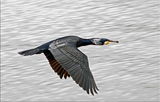 Голям корморан / Phalacrocorax carbo ; comments:15