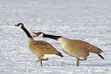 Канадска гъска / Branta canadensis ; comments:32